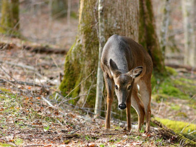Deer 3