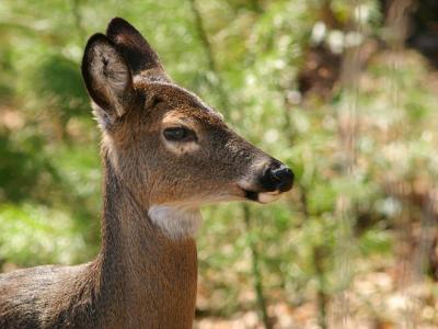 Deer 5