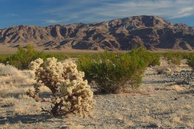 Joshua Tree III