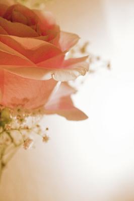 g3/33/392233/3/53325853.WinterRose.jpg