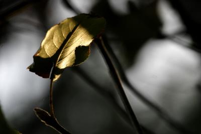 Last Light Leaf