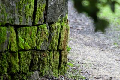 Moss Wall
