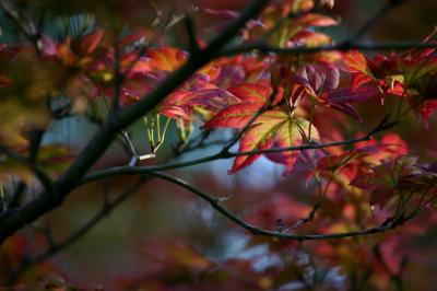 Contrast Leaves