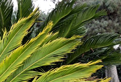 Feathery Fronds