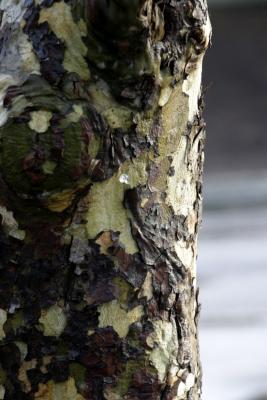 barkcamo.jpg