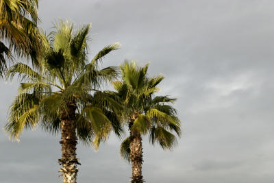 califpalm.jpg