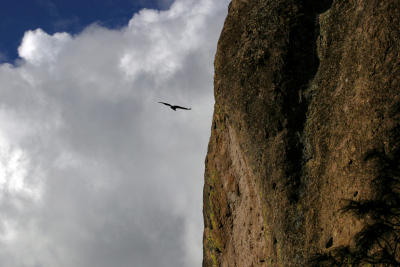 California Condor at Pinnacles