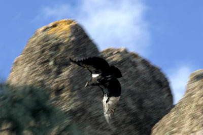 condorinflight.jpg