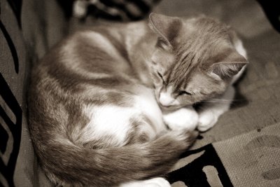 Sepia Kitten cat