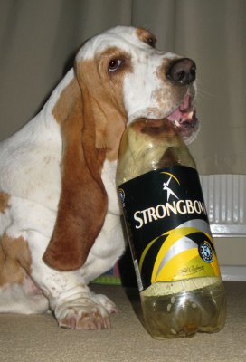 Cider Hound