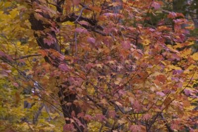 0106_LeafyTees2.jpg