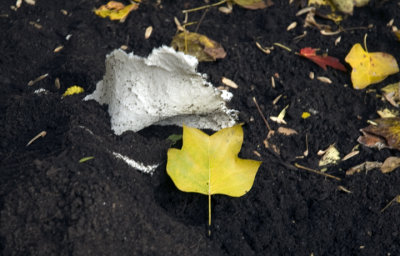 0114_GoldLeaf.jpg