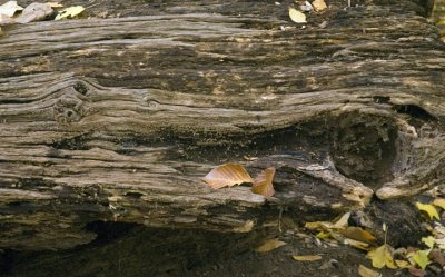 0121_FallenTree.jpg
