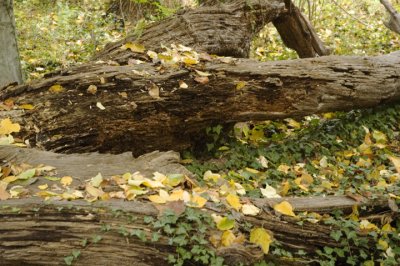 0123_FallenTree2.jpg