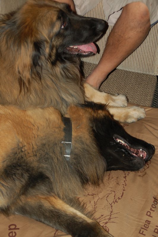 dogs