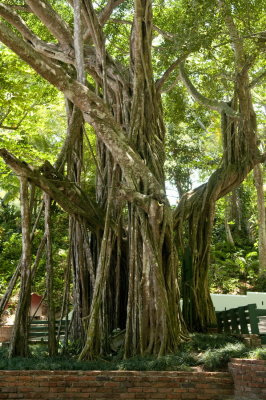 100327-125-Dunn's River-Jamaica.jpg