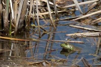 100521-10-Parc de l'Ile Bizard.jpg