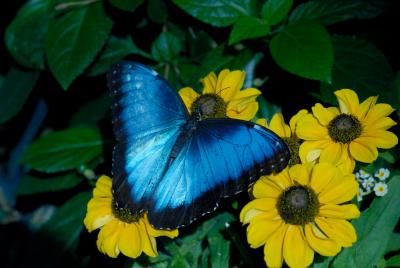 060402-03-Papillons Jardin Botanique.jpg