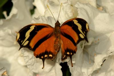 060402-15-Papillons Jardin Botanique.jpg
