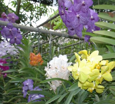 Orchid farm, Chiang Mai, Thailand