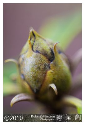 Bud Macro.jpg