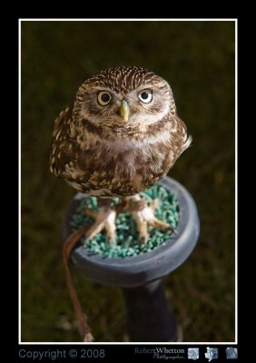 little owl.jpg