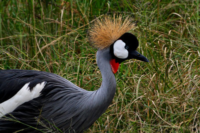 Crowned crane