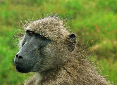 Baboon