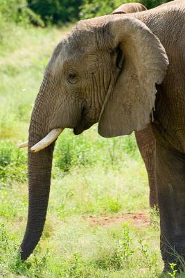 African Elephant