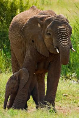 African Elephant