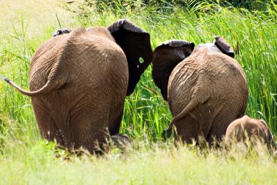 African Elephant