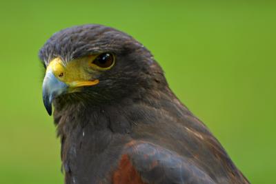 Yellow-billed Kite