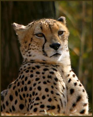 Cheetah