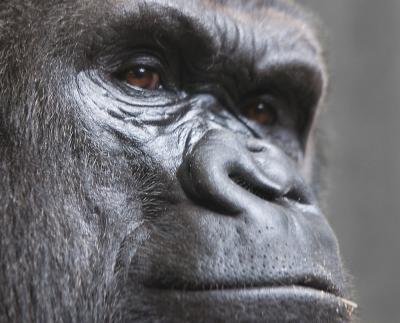 Gorilla