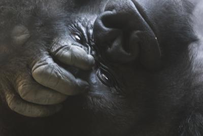 Gorilla