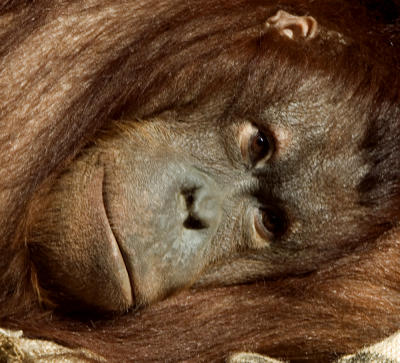 Orangutan