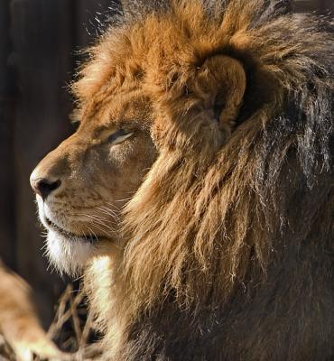 Majestic Profile