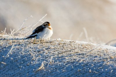 Birds & Wildlife