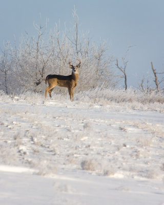 Whitetail