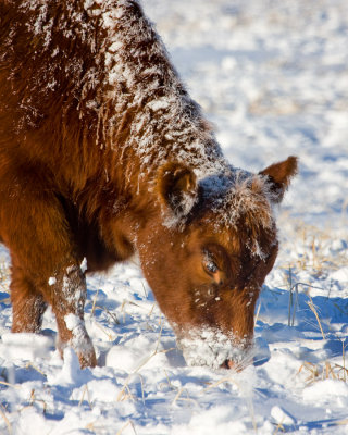 Cool Cow