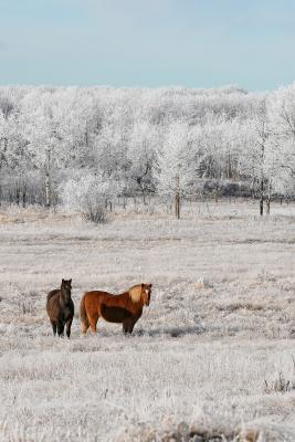 Easy Winter