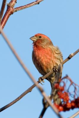 Song Bird