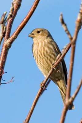 Song Bird