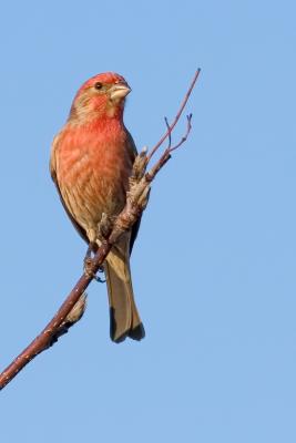 Song Bird