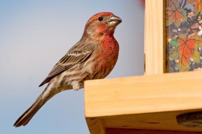 Finch at Feeder