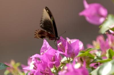 papillon en Casamance