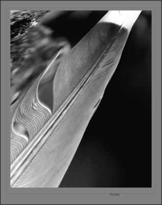 plume8.jpg