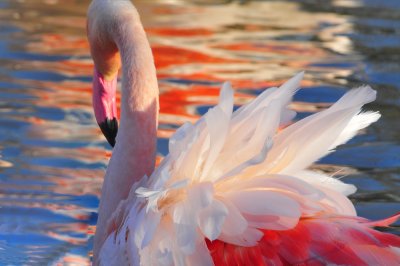 flamands de camargue