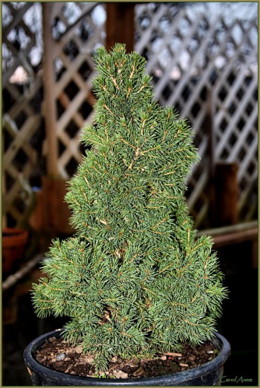 Christmas Tree  2009