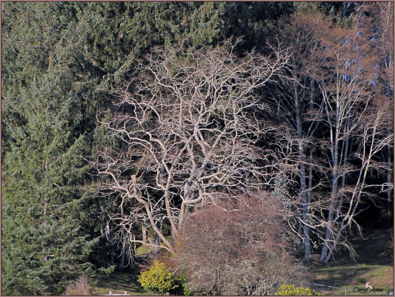 Winchester Bay  Trees.